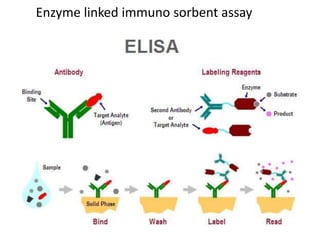 Enzyme linked immuno sorbent assay
3
 