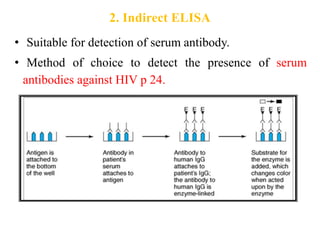 2. Indirect ELISA
• Suitable for detection of serum antibody.
• Method of choice to detect the presence of serum
antibodies against HIV p 24.
 