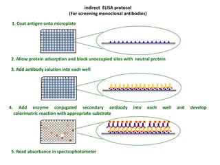 indirect ELISA protocol
(For screening monoclonal antibodies)
1. Coat antigen onto microplate
2. Allow protein adsorption and block unoccupied sites with neutral protein
3. Add antibody solution into each well
4. Add enzyme conjugated secondary antibody into each well and develop
colorimetric reaction with appropriate substrate
5. Read absorbance in spectrophotometer
 