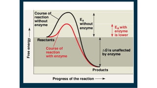 Enzyme -Mechanism , the mechanism behind enzyme action | PPTX