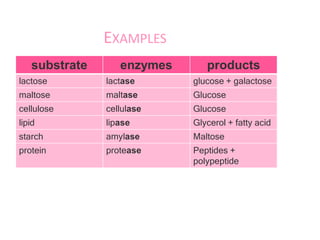 EXAMPLES
substrate enzymes products
lactose lactase glucose + galactose
maltose maltase Glucose
cellulose cellulase Glucose
lipid lipase Glycerol + fatty acid
starch amylase Maltose
protein protease Peptides +
polypeptide
 