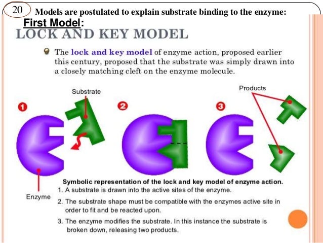 Lock And Key Diagram Explanation Images - How To Guide And 
