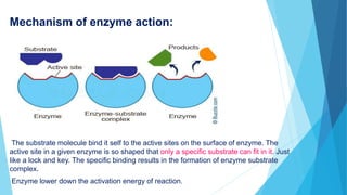 Enzyme action | PPT