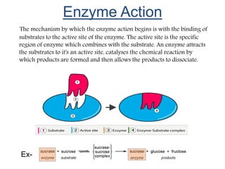 Enzyme Action and Coenzymes 1.pptx