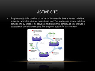 фермент ба түүний үйл ажиллагаа Enzyme activity | PPTX