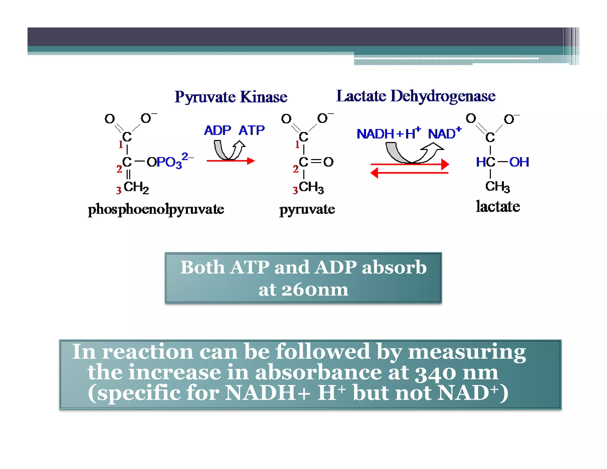 In reaction can be followed by measuring
the increase in absorbance at 340 nm
(specific for NADH+ H+ but not NAD+)
Both ATP and ADP absorb
at 260nm
 