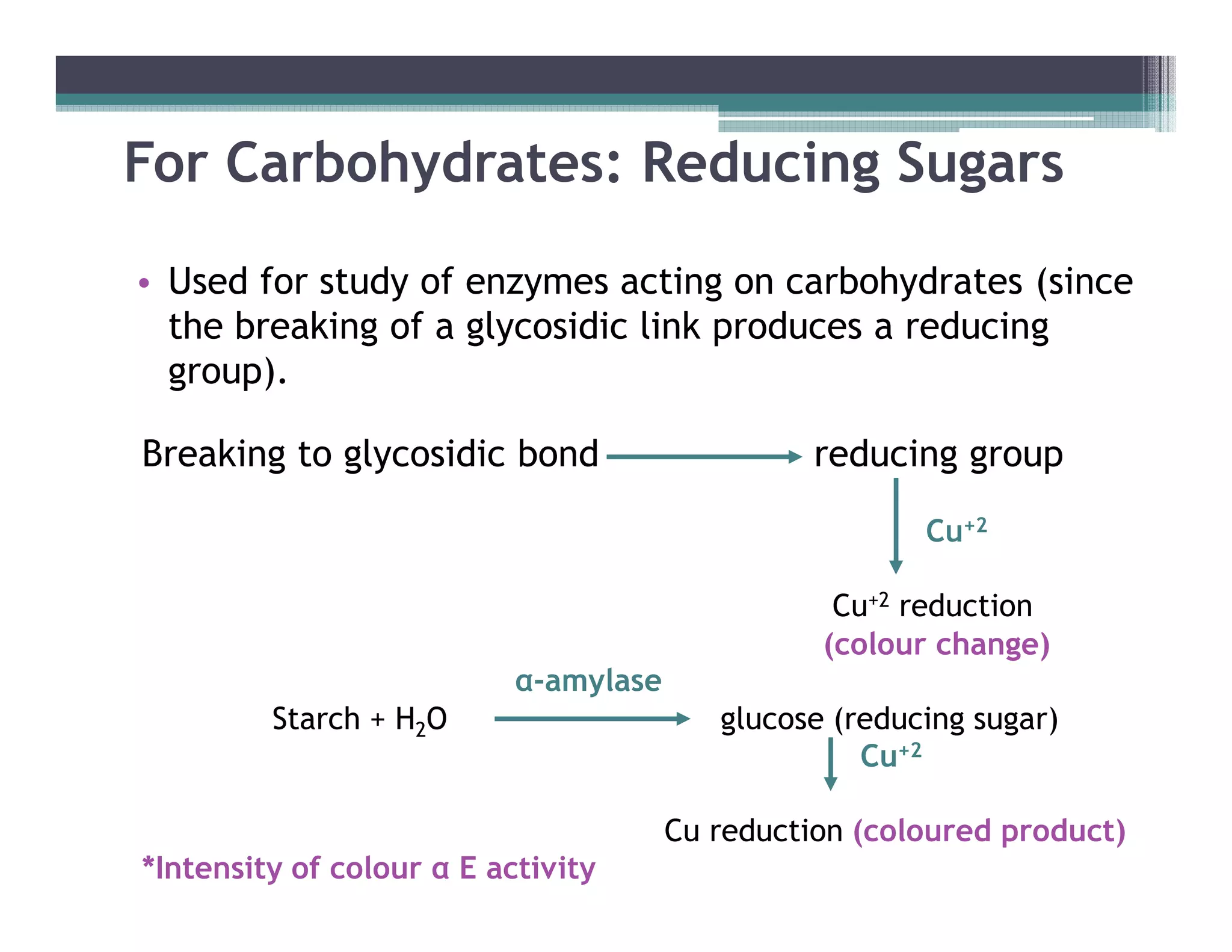 For Carbohydrates: Reducing Sugars
• Used for study of enzymes acting on carbohydrates (since
the breaking of a glycosidic link produces a reducing
group).
Breaking to glycosidic bond reducing groupBreaking to glycosidic bond reducing group
Cu+2
Cu+2 reduction
(colour change)
α-amylase
Starch + H2O glucose (reducing sugar)
Cu+2
Cu reduction (coloured product)
*Intensity of colour α E activity
 