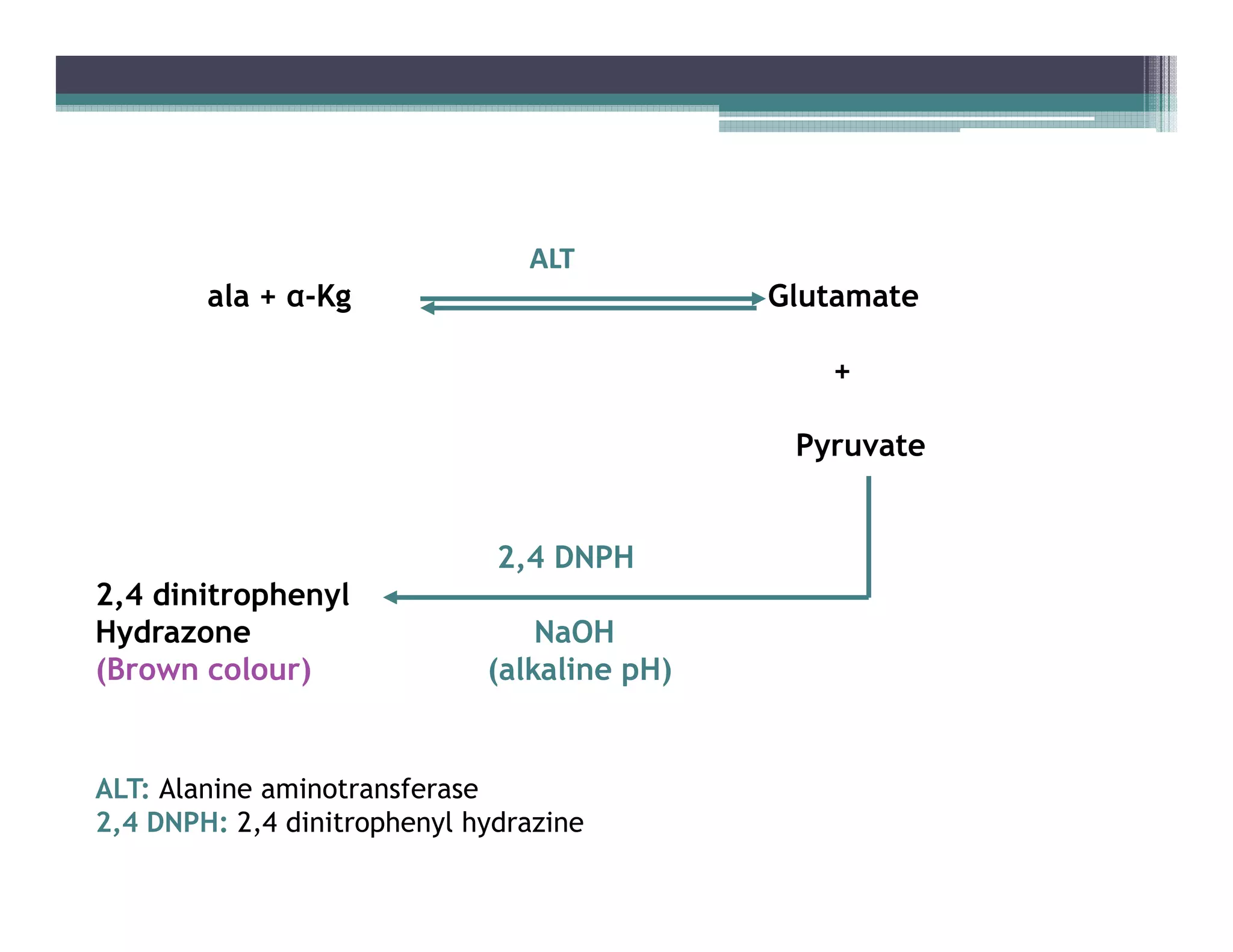 ALT
ala + α-Kg Glutamate
+
Pyruvate
2,4 DNPH
2,4 dinitrophenyl
Hydrazone NaOH
(Brown colour) (alkaline pH)
ALT: Alanine aminotransferase
2,4 DNPH: 2,4 dinitrophenyl hydrazine
 