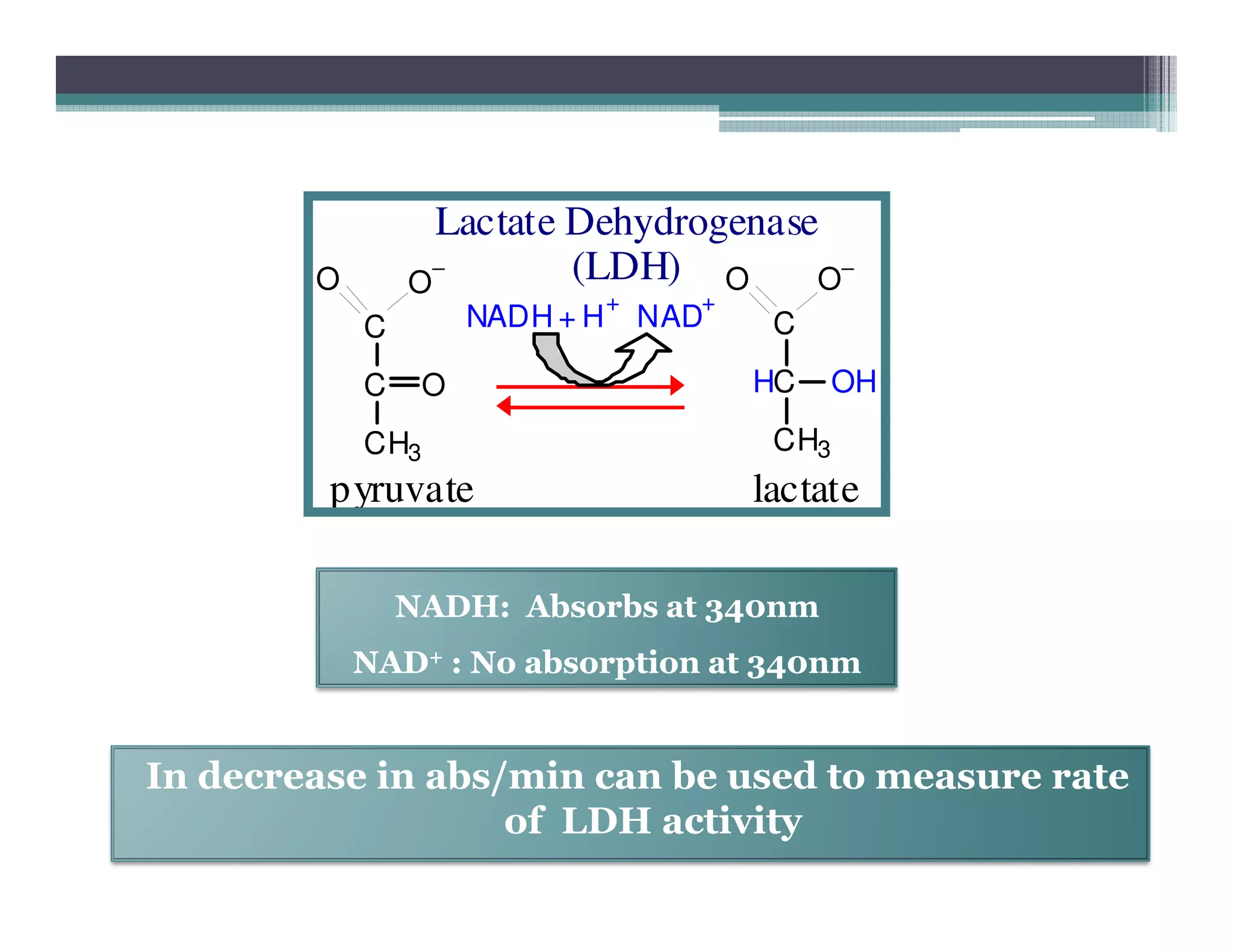 C
C
CH3
O
−
O
O
C
HC
CH3
O−
OH
O
NADH + H
+
NAD
+
Lactate Dehydrogenase
(LDH)
pyruvate lactate
In decrease in abs/min can be used to measure rate
of LDH activity
pyruvate lactate
NADH: Absorbs at 340nmNADH: Absorbs at 340nm
NADNAD++ : No absorption at 340nm: No absorption at 340nm
 