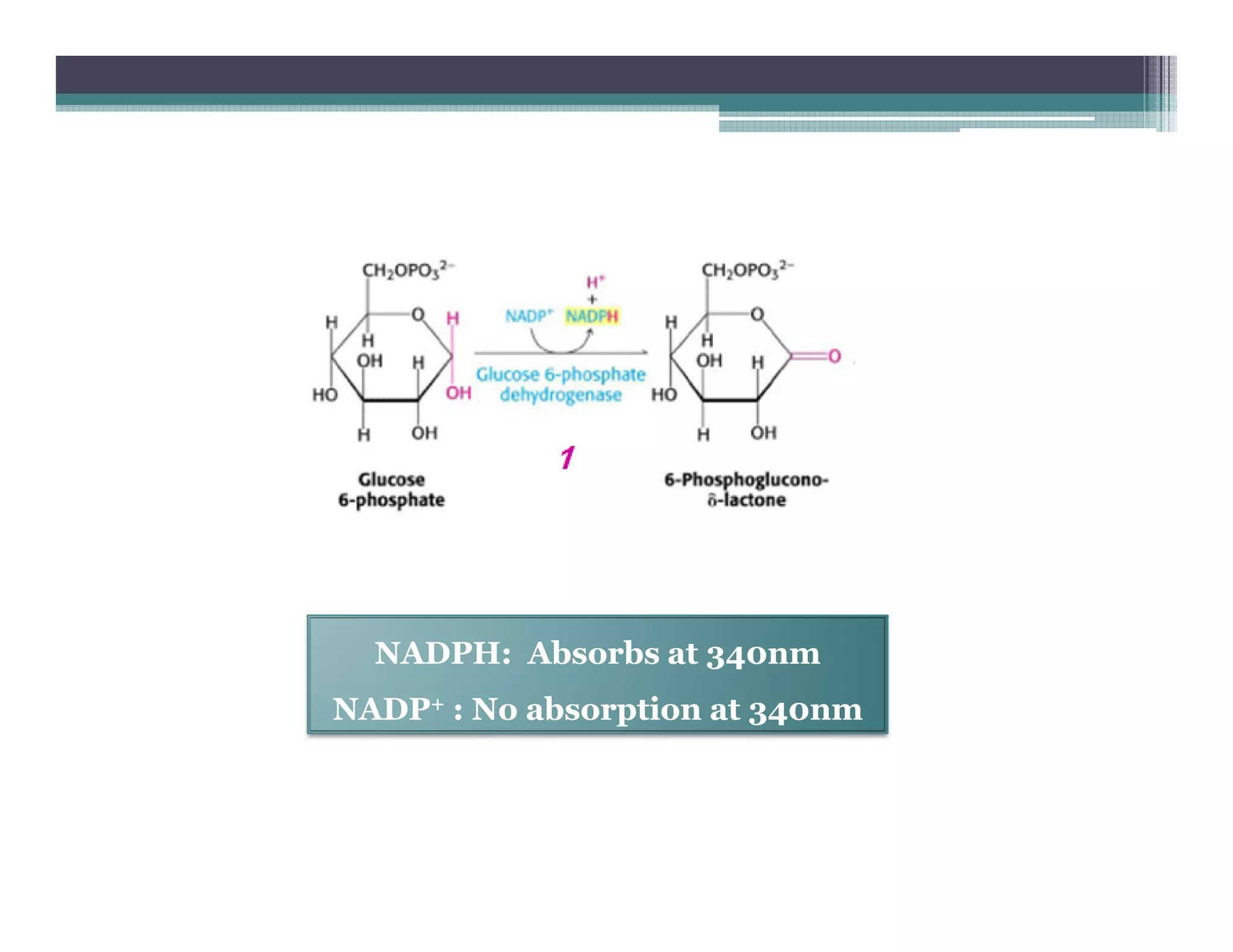 NADPH: Absorbs at 340nmNADPH: Absorbs at 340nm
NADPNADP++ : No absorption at 340nm: No absorption at 340nm
 
