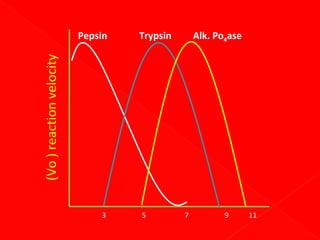 Trypsin

Alk. Po4ase

(Vo ) reaction velocity

Pepsin

3

5

7

9

11

 