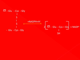 - Glu - Cys - Gly
I
S
I
+NADPH+H+
S
I
- Glu - Cys - Gly

2

- Glu - Cys – Gly + NADP+
I
SH

 