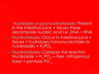 v.

vi.

vii.

Nucleases or polynucleatidases: Present
in the intestinal juice + tissues these
decompose nucleic acid i.e. DNA + RNA
Nucleotidases: Occur in intestinal juice +
tissues + hydrolyses mononucleotides to
nucleosides + H3PO4
Nucleosidases: Catalyze the reaction
Nucleoside + H3 PO4→ free nitrogenous
base + pentose PO 4

 