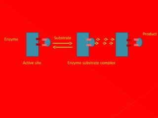 Substrate

Enzyme

Active site

Enzyme substrate complex

Product

 