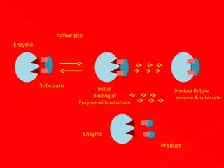 Active site
Enzyme

Substrate

Initial
Binding of
Enzyme with substrate

Product fit b/w
enzyme & substrate

Enzyme
Product

 