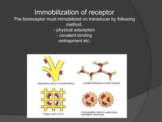 Immobilization of receptor
The bioreceptor must immobilized on transducer by following
method.
- physical adsorption
- covalent binding
-entrapment etc.
 