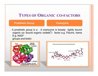 Prosthetic Group Examples Enzyme Bsc II Sem Zoology. MLK PG C .pdf