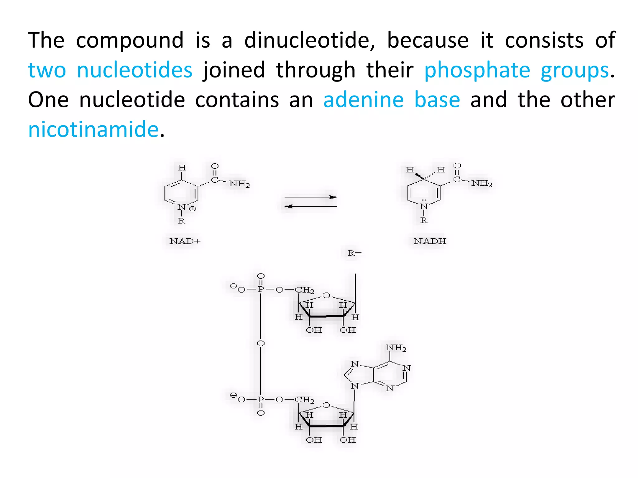 The compound is a dinucleotide, because it consists of
two nucleotides joined through their phosphate groups.
One nucleotide contains an adenine base and the other
nicotinamide.
 