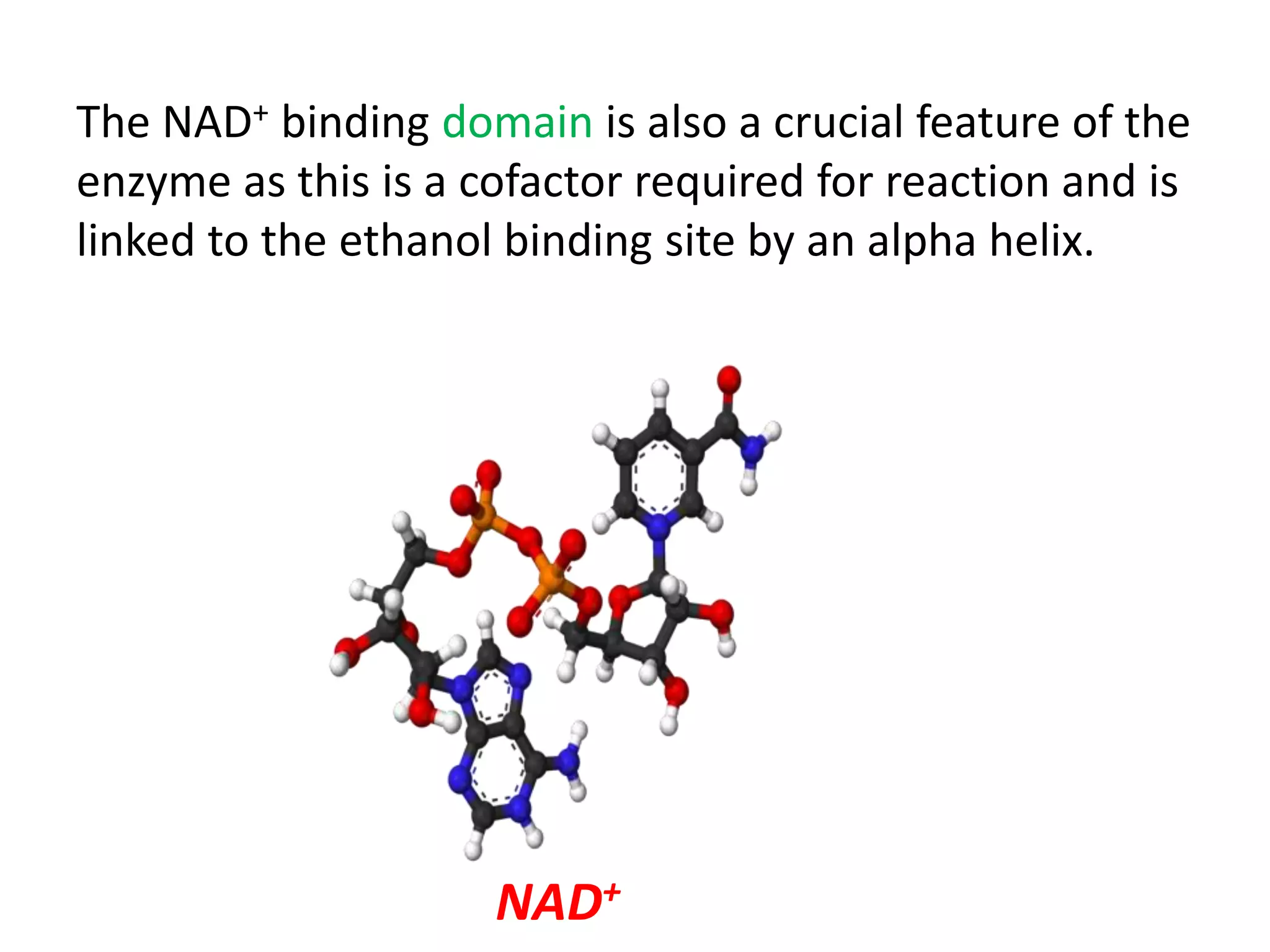 The NAD+ binding domain is also a crucial feature of the
enzyme as this is a cofactor required for reaction and is
linked to the ethanol binding site by an alpha helix.
NAD+
 