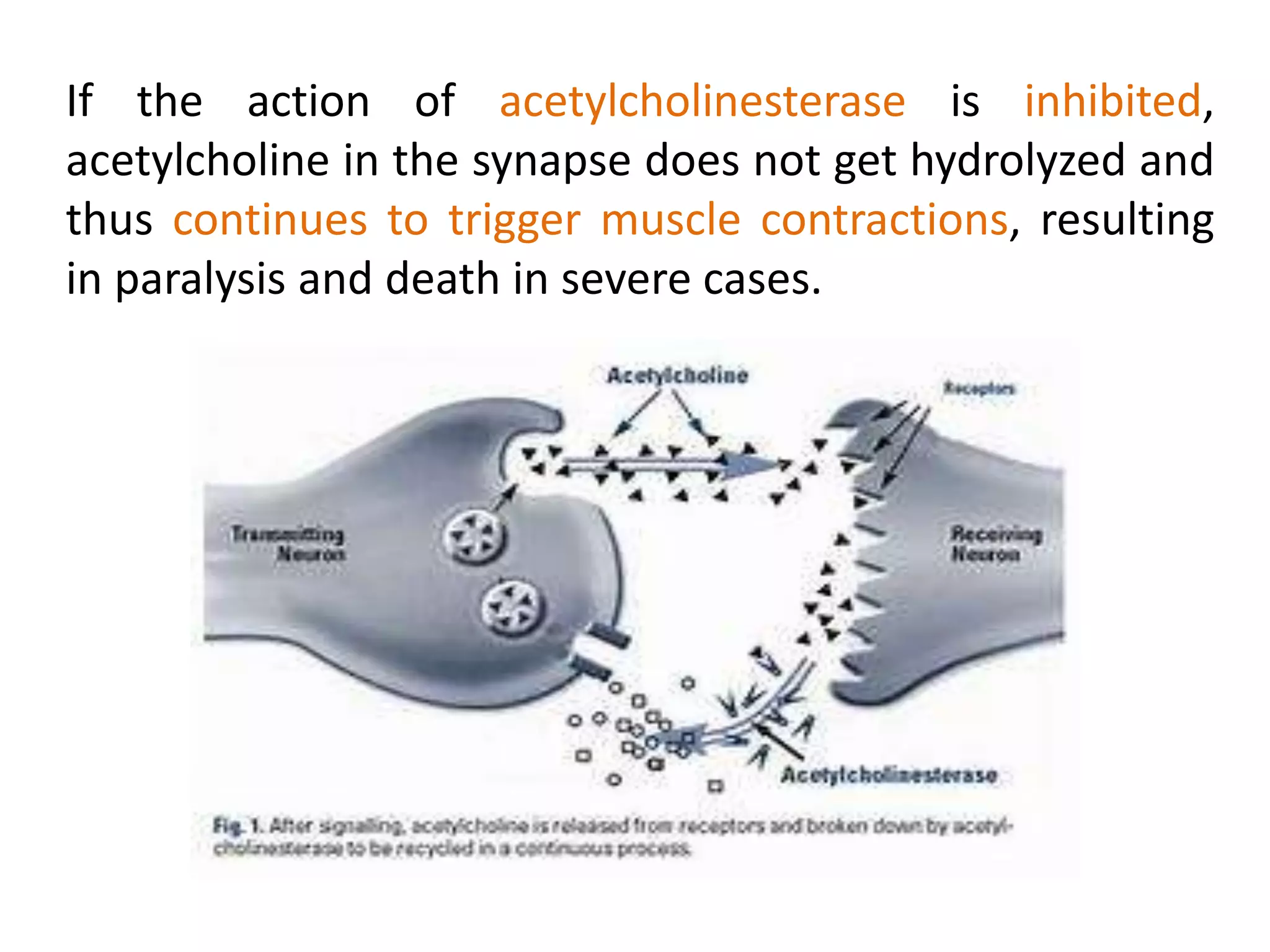If the action of acetylcholinesterase is inhibited,
acetylcholine in the synapse does not get hydrolyzed and
thus continues to trigger muscle contractions, resulting
in paralysis and death in severe cases.
 