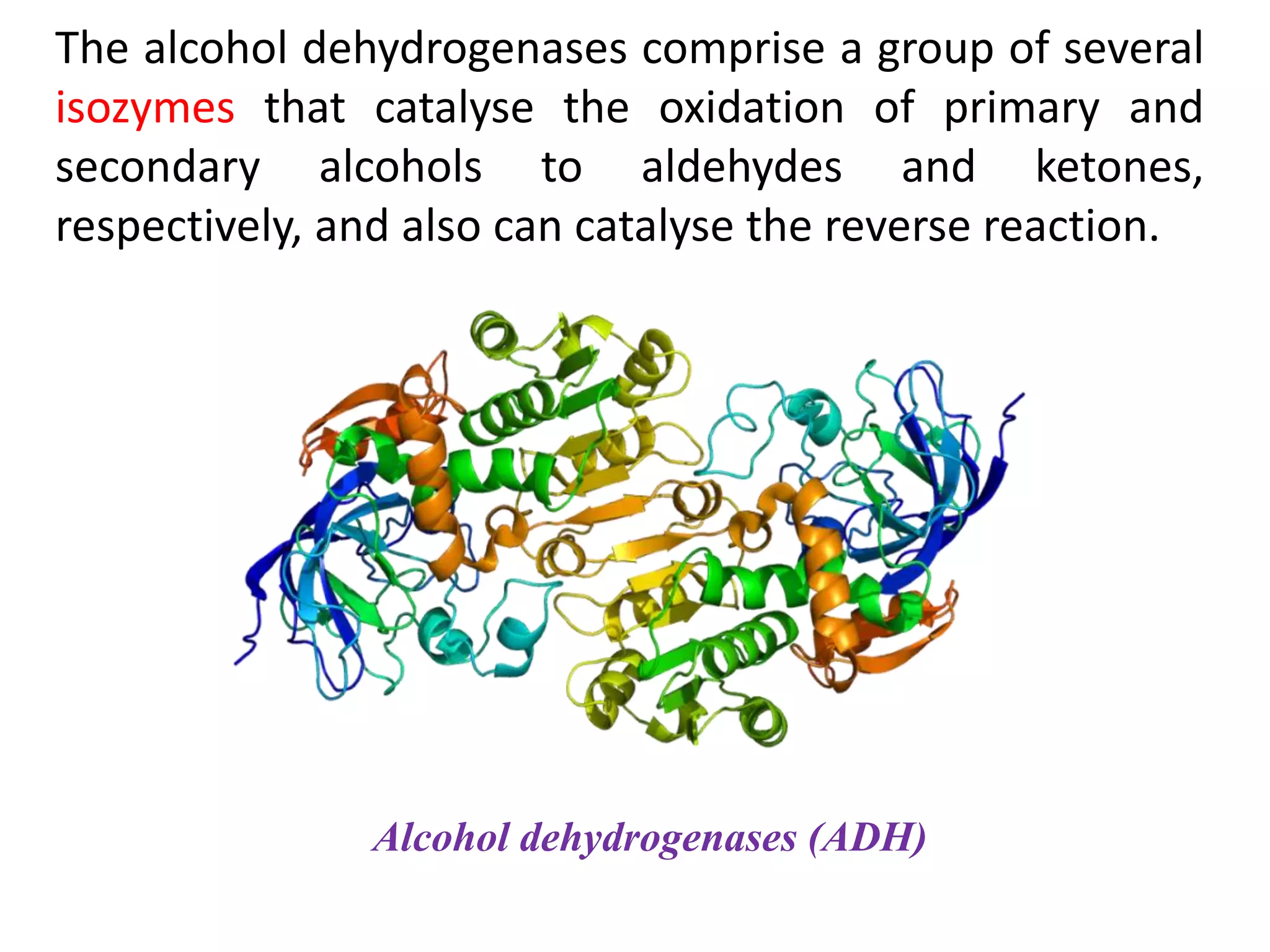 The alcohol dehydrogenases comprise a group of several
isozymes that catalyse the oxidation of primary and
secondary alcohols to aldehydes and ketones,
respectively, and also can catalyse the reverse reaction.
Alcohol dehydrogenases (ADH)
 