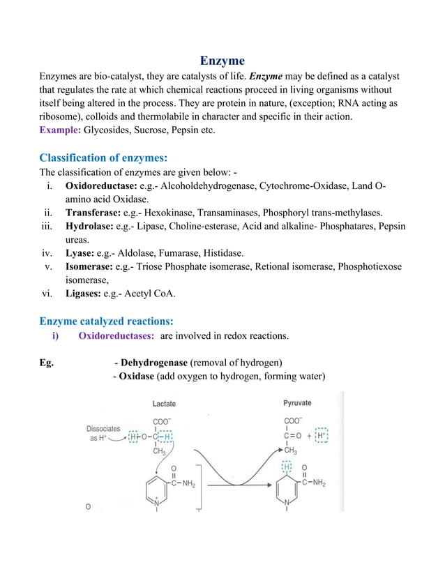Enzyme catalysed reactions, enzyme and it’s mechanism of