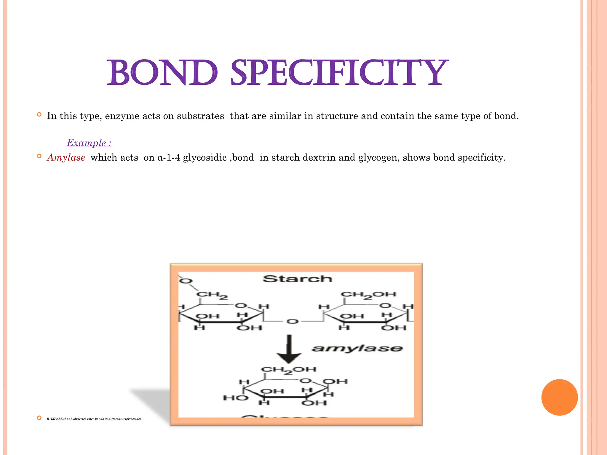 BOND SPECIFICITY
 In this type, enzyme acts on substrates that are similar in structure and contain the same type of bond.
Example :
 Amylase which acts on α-1-4 glycosidic ,bond in starch dextrin and glycogen, shows bond specificity.
 B- LIPASE that hydrolyzes ester bonds in different triglycerides
 