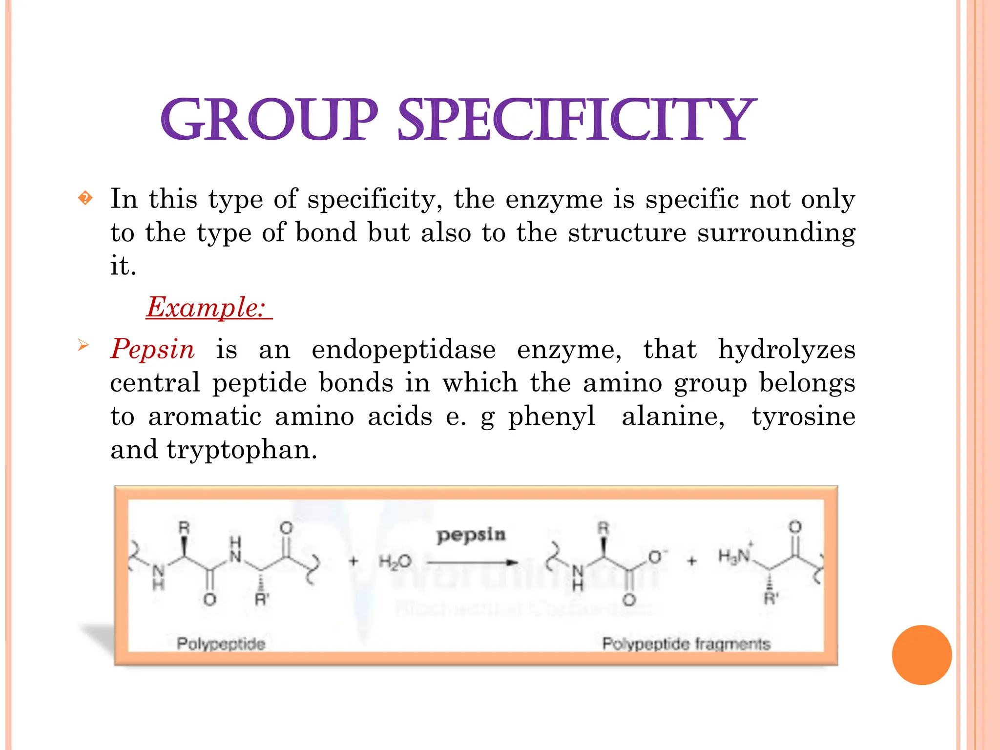 GROUP SPECIFICITY
� In this type of specificity, the enzyme is specific not only
to the type of bond but also to the structure surrounding
it.
Example:
 Pepsin is an endopeptidase enzyme, that hydrolyzes
central peptide bonds in which the amino group belongs
to aromatic amino acids e. g phenyl alanine, tyrosine
and tryptophan.
 