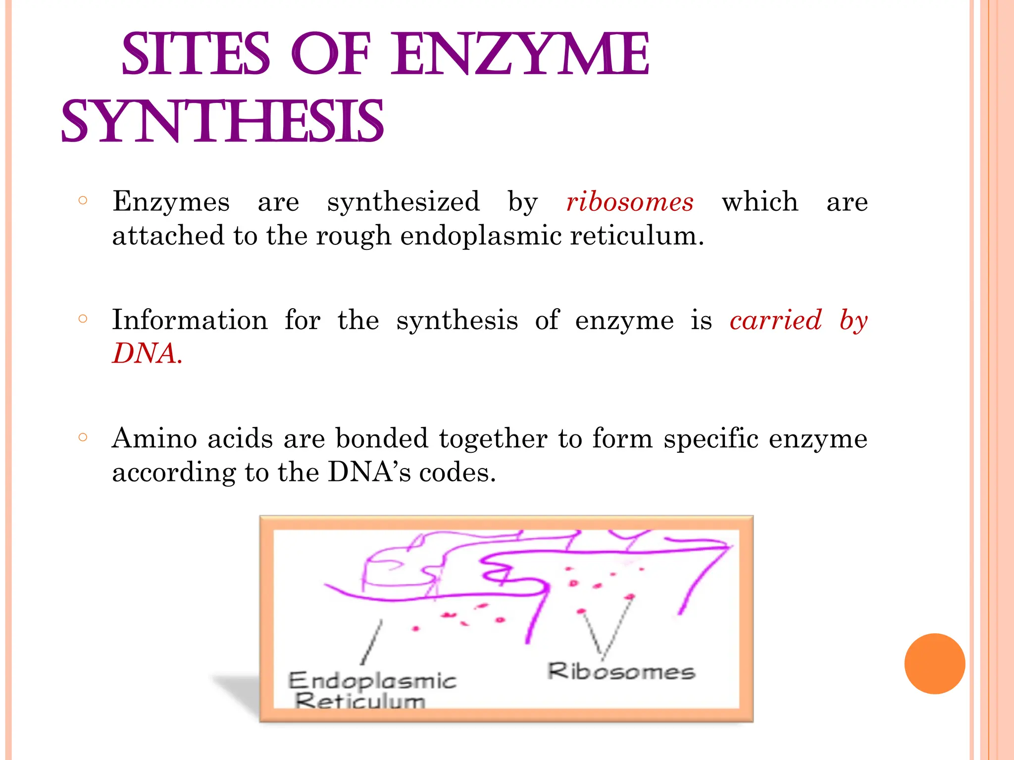 SITES OF ENZYME
SYNTHESIS
o Enzymes are synthesized by ribosomes which are
attached to the rough endoplasmic reticulum.
o Information for the synthesis of enzyme is carried by
DNA.
o Amino acids are bonded together to form specific enzyme
according to the DNA’s codes.
 