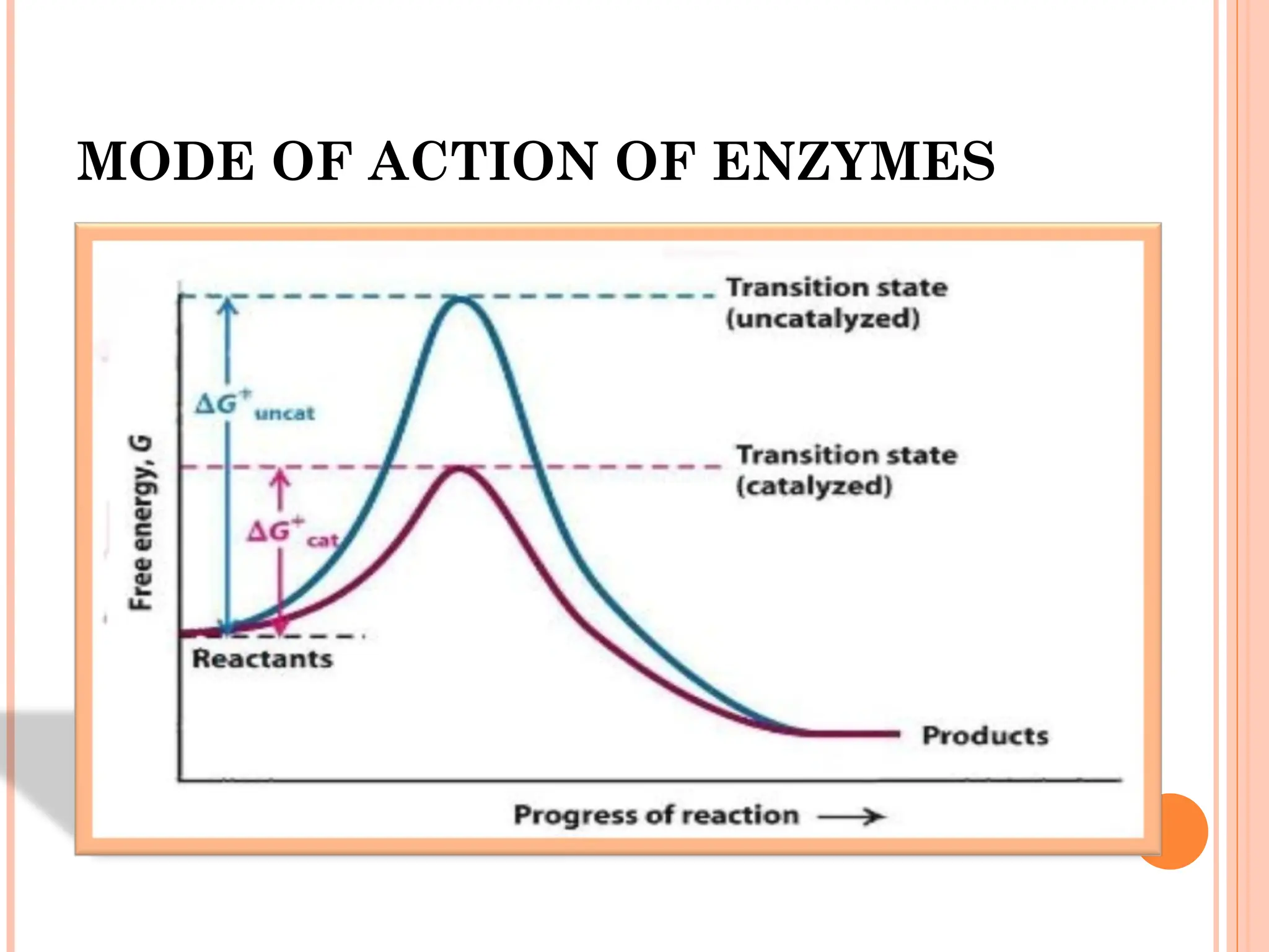 MODE OF ACTION OF ENZYMES
 