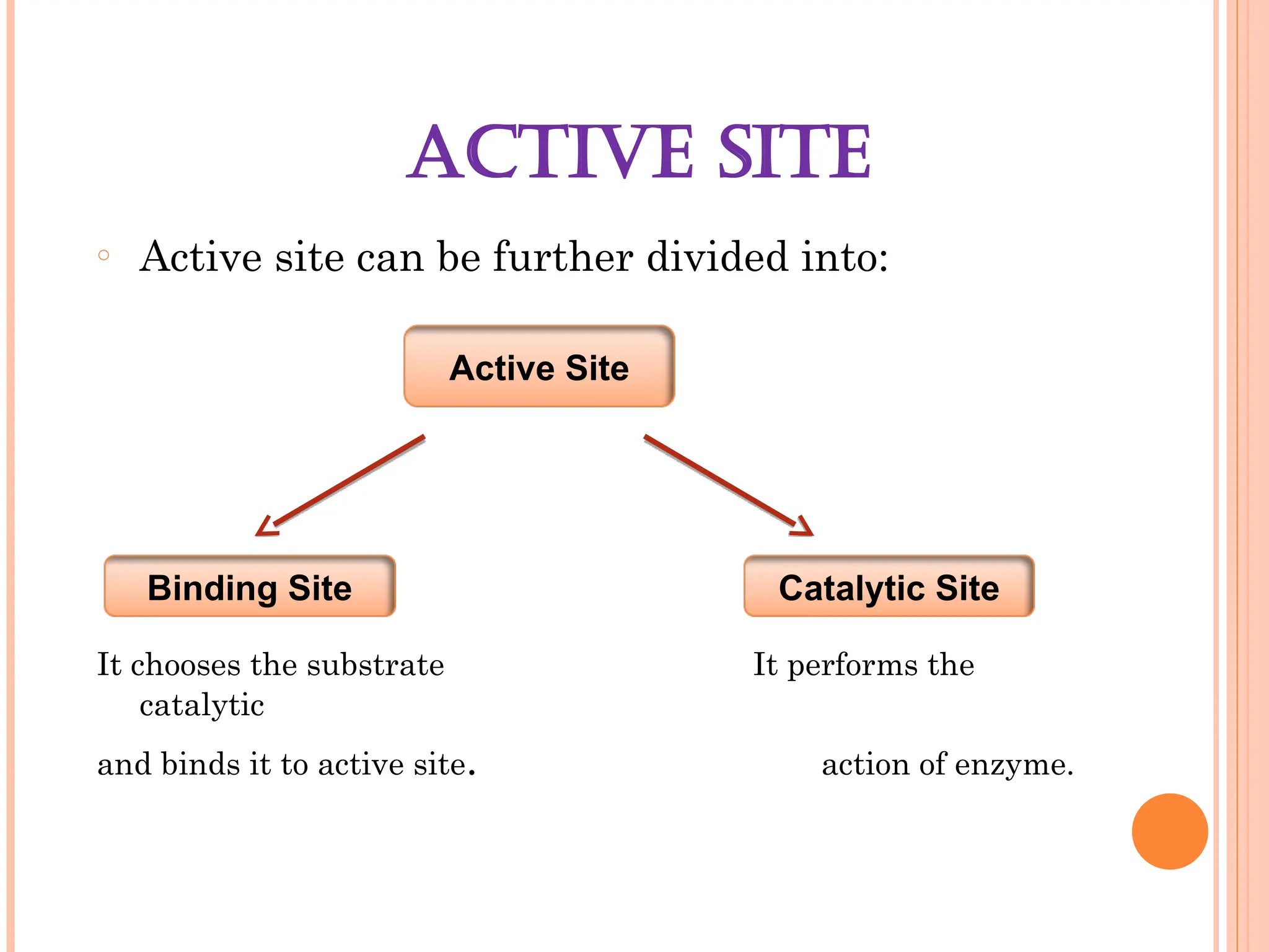ACTIVE SITE
o Active site can be further divided into:
It chooses the substrate It performs the
catalytic
and binds it to active site. action of enzyme.
Active Site
Binding Site Catalytic Site
 
