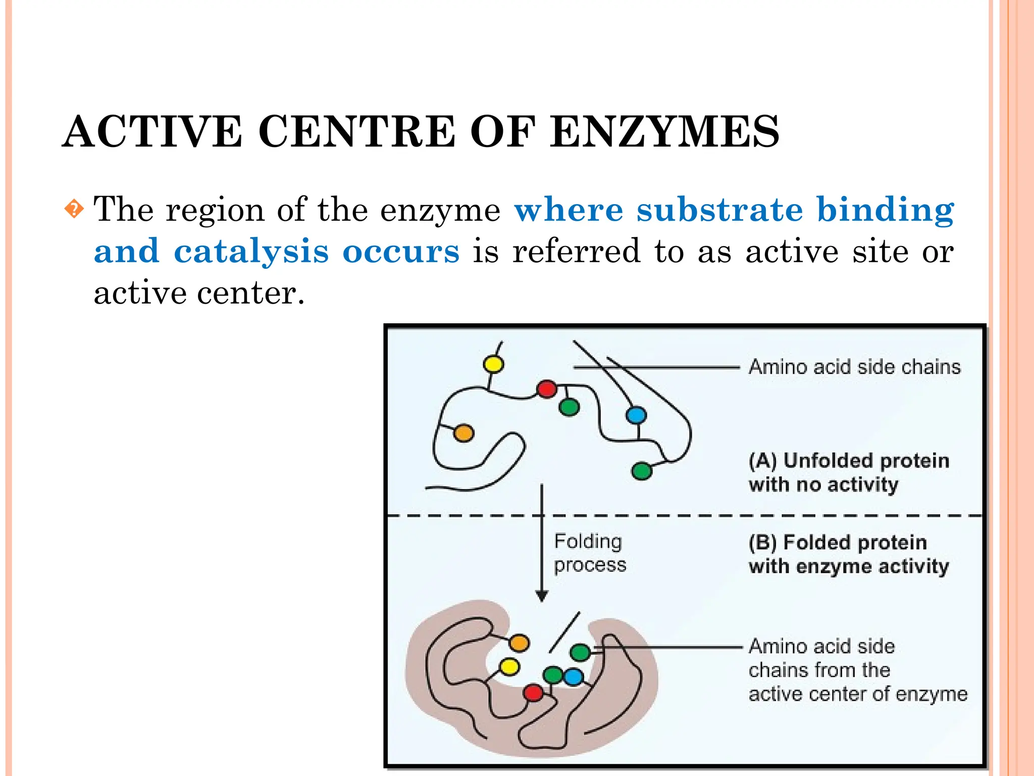 ACTIVE CENTRE OF ENZYMES
� The region of the enzyme where substrate binding
and catalysis occurs is referred to as active site or
active center.
 