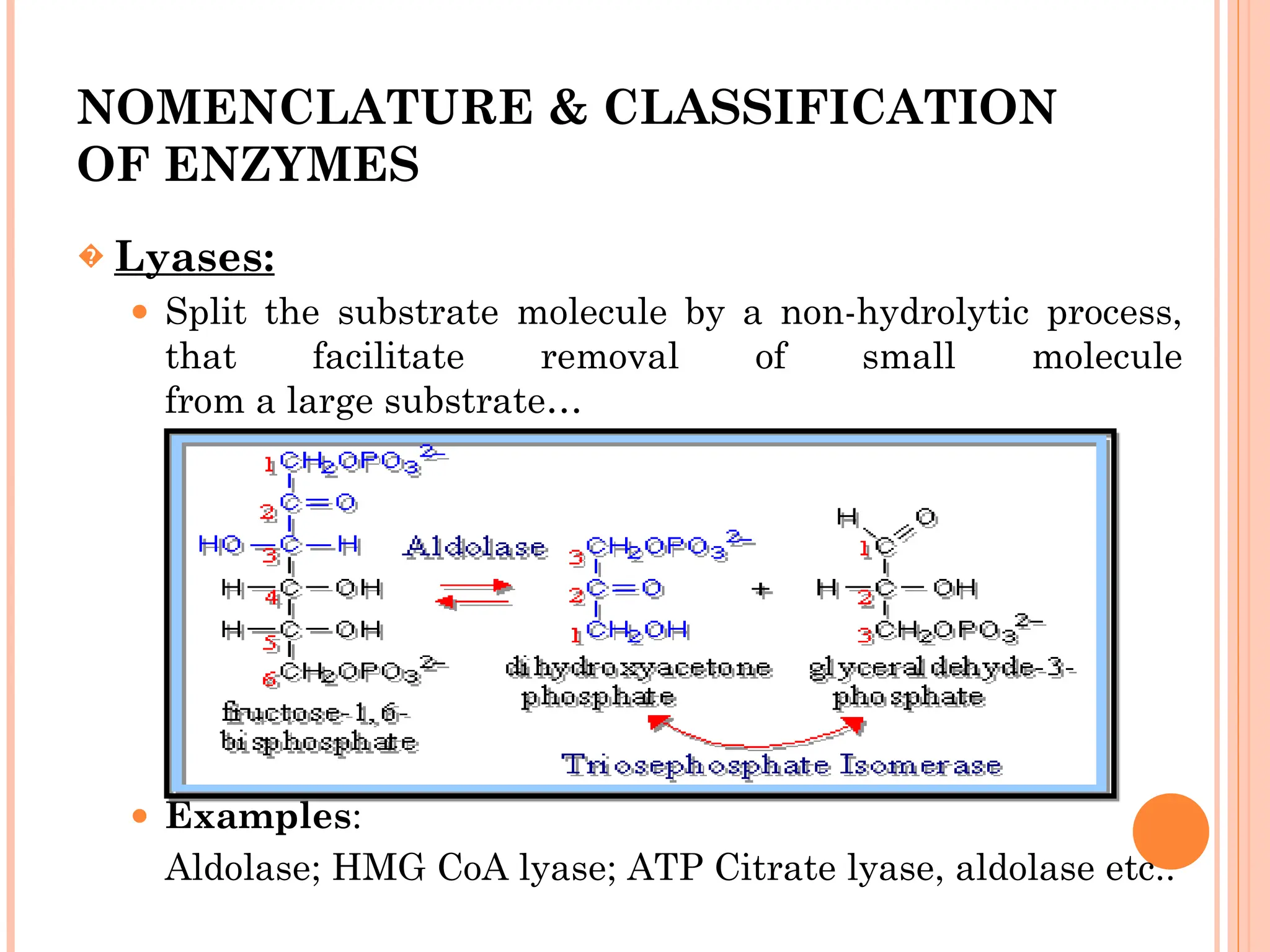 NOMENCLATURE & CLASSIFICATION
OF ENZYMES
� Lyases:
⚫ Split the substrate molecule by a non-hydrolytic process,
that facilitate removal of small molecule
from a large substrate…
⚫ Examples:
Aldolase; HMG CoA lyase; ATP Citrate lyase, aldolase etc..
 
