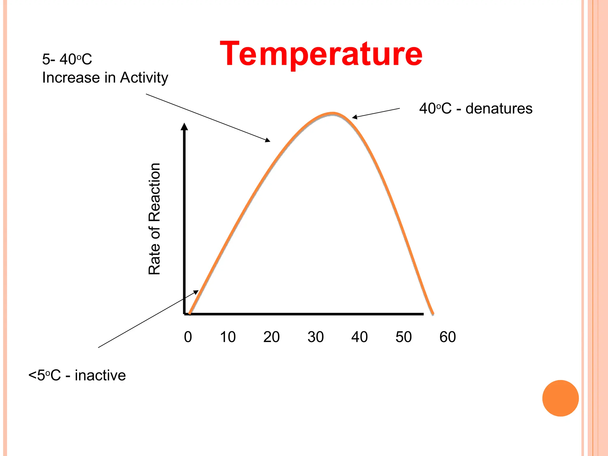 Rate
of
Reaction
Temperature
0 20 30 50
10 40 60
40o
C - denatures
5- 40o
C
Increase in Activity
<5o
C - inactive
 