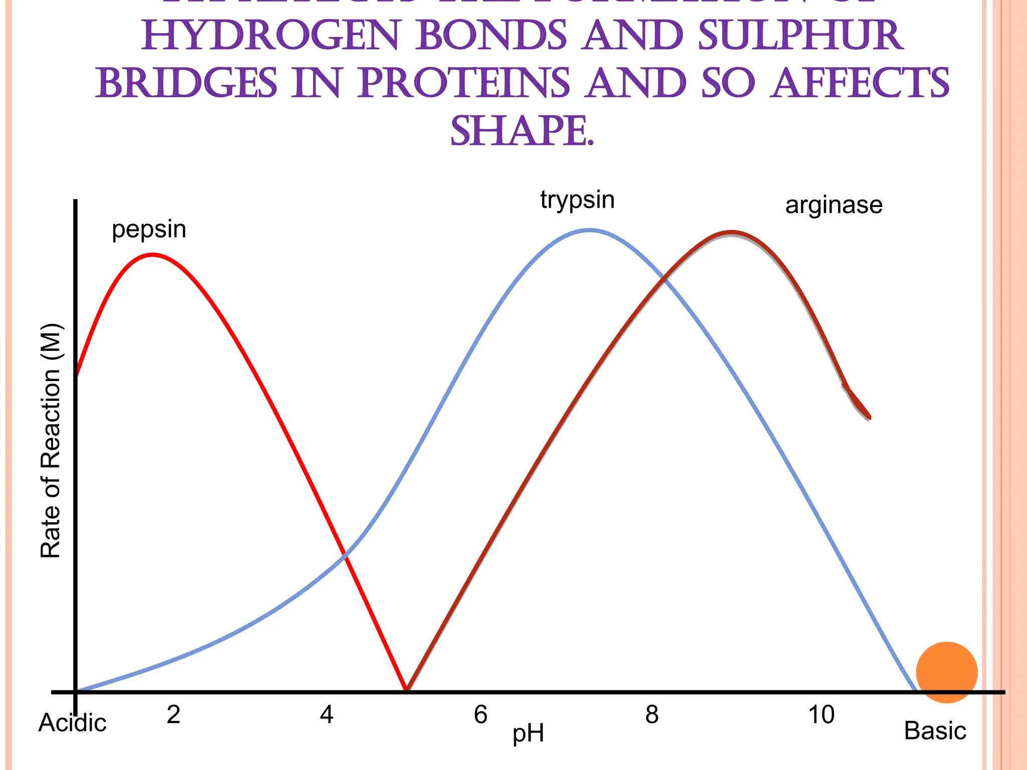 PH AFFECTS THE FORMATION OF
HYDROGEN BONDS AND SULPHUR
BRIDGES IN PROTEINS AND SO AFFECTS
SHAPE.
pepsin
trypsin arginase
2 4 8 10
6
pH
Rate
of
Reaction
(M)
Acidic Basic
 