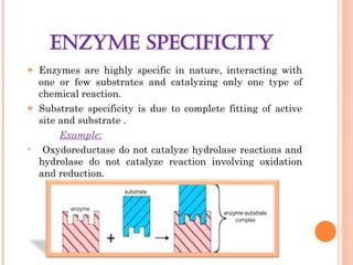 Reaction Specificity Example power point slide on ENZYME CHEMISTRY.ppt