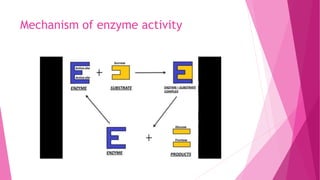 Mechanism of enzyme activity
 