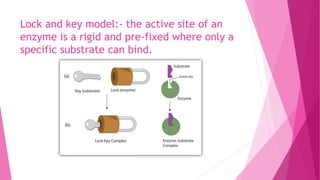Lock and key model:- the active site of an
enzyme is a rigid and pre-fixed where only a
specific substrate can bind.
 