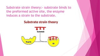 Substrate strain theory:- substrate binds to
the preformed active site, the enzyme
induces a strain to the substrate.
 