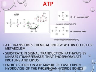 ATP
• ATP TRANSPORTS CHEMICAL ENERGY WITHIN CELLS FOR
METABOLISM
• SUBSTRATE IN SIGNAL TRANDUCTION PATHWAYS BY
KINASES (TRANSFERASES) THAT PHOSPHORYLATE
PROTEINS AND LIPIDS
• ENERGY STORED IN ATP MAY BE RELEASED UPON
HYDROLYSIS OF THE PHOSPHOANHYDRIDE BONDS
+ P ─ P ─ adenosin (ADP)
+ P ─ adenosin (AMP)
inorganic phosphate (Pi)
inorganic pyrophosphate (PPi)
 