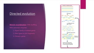 Directed evolution
Mimick recombination: DNA shuffling
With restriction enzymes:
1. Digest family of related genes
2. DNA ligase to join fragments
3. Chimeric genes
 