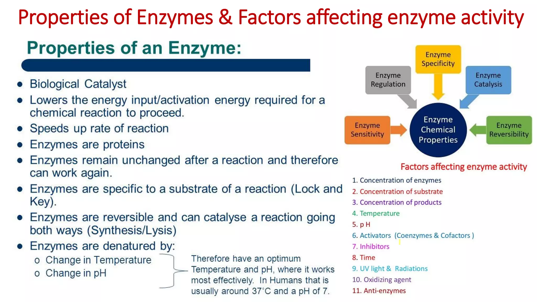 Properties of Enzymes & Factors affecting enzyme activity
 