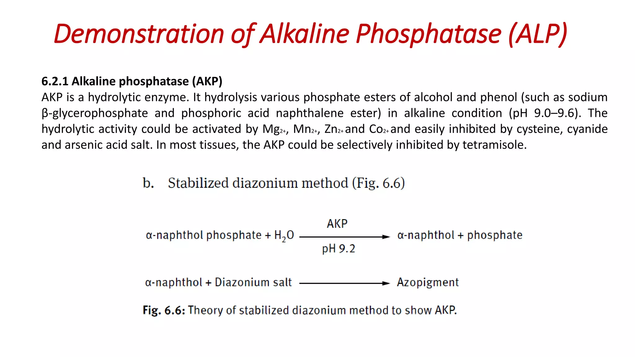 6.2.1 Alkaline phosphatase (AKP)
AKP is a hydrolytic enzyme. It hydrolysis various phosphate esters of alcohol and phenol (such as sodium
β-glycerophosphate and phosphoric acid naphthalene ester) in alkaline condition (pH 9.0–9.6). The
hydrolytic activity could be activated by Mg2+, Mn2+, Zn2+ and Co2+ and easily inhibited by cysteine, cyanide
and arsenic acid salt. In most tissues, the AKP could be selectively inhibited by tetramisole.
Demonstration of Alkaline Phosphatase (ALP)
 