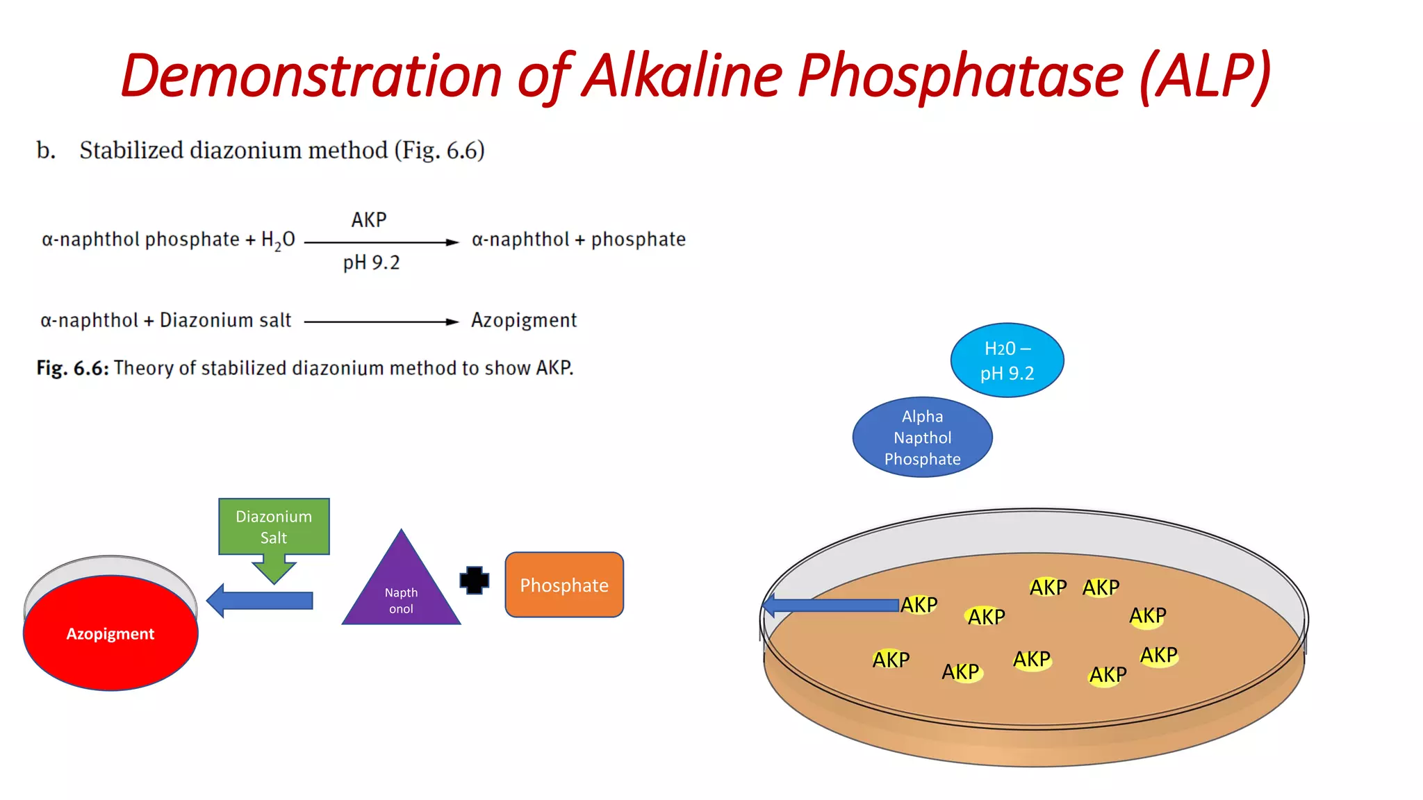Demonstration of Alkaline Phosphatase (ALP)
AKP
AKP
AKP
AKP
AKP
AKP
AKP
AKP
AKP
AKP
Alpha
Napthol
Phosphate
H20 –
pH 9.2
Napth
onol
Phosphate
Diazonium
Salt
Azopigment
 