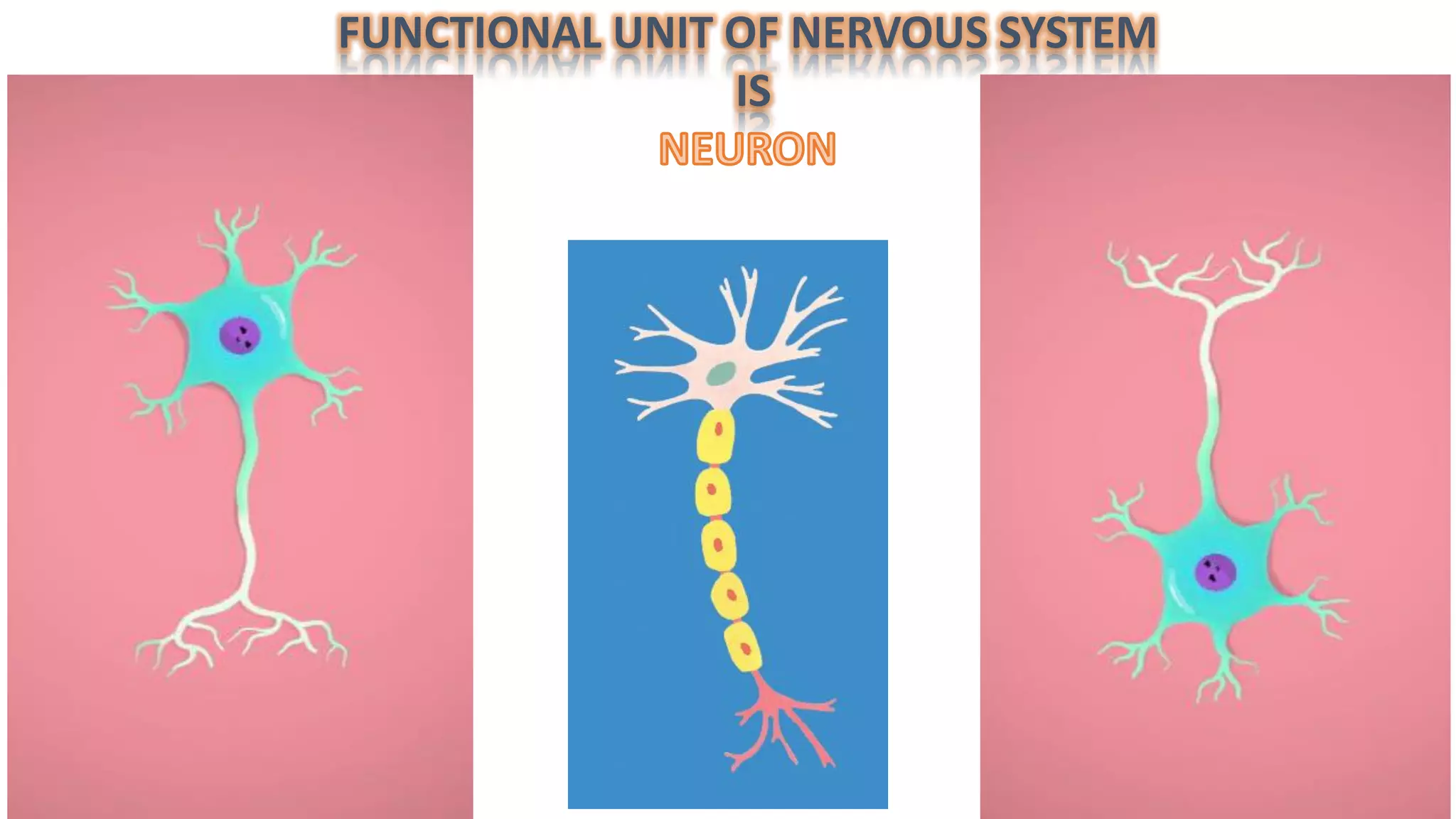 FUNCTIONAL UNIT OF NERVOUS SYSTEM
IS
 