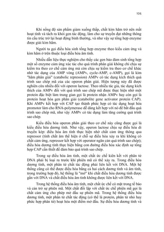 106


      Khi nồng độ sản phẩm giảm xuống thấp, chất kìm hãm trở nên mất
hoạt tính và tách ra khỏi gen tác động, làm cho sự truyền đạt những thông
tin cấu trúc trở lại hoạt động bình thường, và như vậy sự tổng hợp enzyme
được giải kìm hãm.
     Người ta gọi điều hòa sinh tổng hợp enzyme theo kiểu cảm ứng và
kìm hãm ở trên thuộc loại điều hòa âm tính.
      Nhiều dẫn liệu thực nghiệm cho thấy các gen bảo đảm sinh tổng hợp
một số enzyme cảm ứng xúc tác cho quá trình phân giải không chỉ chịu sự
kiểm tra theo cơ chế cảm ứng mà còn chịu sự kiểm tra theo cơ chế khác
nhờ tác dụng của AMP vòng (AMPv, cycle-AMP, c-AMP), gọi là kìm
"hãm phân giải" (catabolic repression) AMPv có tác dụng kích thích quá
trình sao chép mã của các operon phân giải. Hiện tượng này đã được
nghiên cứu nhiều đối với operon lactose. Theo nhiều tác giả, tác dụng kích
thích của AMPv đối với quá trình sao chép mã được thực hiện nhờ một
protein đặc biệt làm trung gian gọi là protein nhận AMPv hay còn gọi là
protein hoạt hóa gen phân giải (catabolite gene activator protein CAP).
Khi AMPv kết hợp với CAP tạo thành phức hợp có tác dụng hoạt hóa
promotor làm cho RNA-polymerase dễ dàng kết hợp với nó để bắt đầu quá
trình sao chép mã, như vậy AMPv có tác dụng làm tăng cường quá trình
sao chép.
      Kiểu điều hòa operon phân giải theo cơ chế này cũng được gọi là
kiểu điều hòa dương tính. Như vậy, operon lactose chịu sự điều hòa di
truyền kép: điều hòa âm tính thực hiện nhờ chất cảm ứng thông qua
repressor (tính chất âm thể hiện ở chỗ sự điều hòa xảy ra khi không có
chất cảm ứng, repressor kết hợp với operator ngăn cản quá trình sao chép);
điều hòa dương tính thực hiện bằng con đường điều hòa xác định sự tổng
hợp CAP cần thiết để đảm bảo quá trình sao chép.
      Trong sự điều hòa âm tính, một chất ức chế kiên kết với phân tử
DNA phải bị loại ra trước khi phiên mã có thể xảy ra. Trong điều hòa
dương tính, một phân tử chất tác động phải liên kết với DNA. Một hệ
thống cũng có thể được điều hòa bằng cả hai cách dương tính và âm tính,
trong trường hợp đó, hệ thống là "mở" khi chất điều hòa dương tính được
gắn với DNA và chất điều hòa âm tính không được liên kết với DNA.
      Trong hệ thống điều hòa âm tính, một chất ức chế có mặt trong tế bào
và cản trở sự phiên mã. Một chất đối lập với chất ức chế phiên mã gọi là
chất cảm ứng cho phép mở đầu sự phiên mã. Trong hệ thống điều hòa
dương tính, một phân tử chất tác động (có thể là protein, phân tử nhỏ hay
phức hợp phân tử) hoạt hóa một điểm mở đầu. Sự điều hòa dương tính và
 