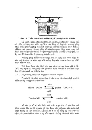 29




      Hình 2.1. Thẩm tích để loại muối (NH4)2SO4 trong kết tủa protein
        Để loại bỏ các protein tạp (protein cấu trúc, protein trơ) và các chất
có phân tử lượng cao khác người ta hay dùng kết hợp các phương pháp
khác nhau: phương pháp biến tích chọn lọc nhờ tác dụng của nhiệt độ hoặc
pH của môi trường, phương pháp kết tủa phân đoạn bằng muối trung tính
hoặc các dung môi hữu cơ, các phương pháp sắc ký (sắc ký hấp phụ, sắc
ký trao đổi ion), điện di, phương pháp lọc gel.
       Phương pháp biến tích chọn lọc nhờ tác dụng của nhiệt hoặc pH
của môi trường chỉ dùng đối với trường hợp các enzyme bền với nhiệt
hoặc bền với acid.
        Thủ thuật được tiến hành như sau: dịch enzyme được giữ ở 50 -
  0
70 C hay ở pH = 5 trong một thời gian xác định. Protein bị biến tính được
loại bỏ bằng cách lọc hoặc ly tâm
2.2.3. Các phương pháp tách từng phần protein enzyme
       Protein là các chất lưỡng tính,vì vậy trong các dung dịch acid và
kiềm chúng sẽ bị phân ly như sau:
                                       kiềm
               Protein - COOH                   protein - COO- + H+
                                       acid
                                       acid
                Protein - NH2                    protein - NH+3
                                      kiềm
        Ở một chỉ số pH xác định, mỗi phân tử protein có một điện tích
tổng số nào đấy mà độ lớn của nó phụ thuộc vào số lượng các nhóm tích
điện dương và tích điện âm. Kết quả là ở chỉ số nồng độ ion hydro cố
định, các protein khác nhau trong hỗn hợp sẽ có tổng điện tích khác nhau.
 