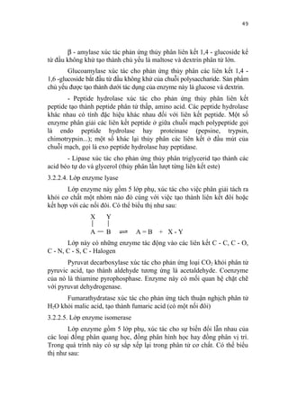 49


       β - amylase xúc tác phản ứng thủy phân liên kết 1,4 - glucoside kể
từ đầu không khử tạo thành chủ yếu là maltose và dextrin phân tử lớn.
        Glucoamylase xúc tác cho phản ứng thủy phân các liên kết 1,4 -
1,6 -glucoside bắt đầu từ đầu không khử của chuỗi polysaccharide. Sản phẩm
chủ yếu được tạo thành dưới tác dụng của enzyme này là glucose và dextrin.
       - Peptide hydrolase xúc tác cho phản ứng thủy phân liên kết
peptide tạo thành peptide phân tử thấp, amino acid. Các peptide hydrolase
khác nhau có tính đặc hiệu khác nhau đối với liên kết peptide. Một số
enzyme phân giải các liên kết peptide ở giữa chuỗi mạch polypeptide gọi
là endo peptide hydrolase hay proteinase (pepsine, trypsin,
chimotrypsin...); một số khác lại thủy phân các liên kết ở đầu mút của
chuỗi mạch, gọi là exo peptide hydrolase hay peptidase.
       - Lipase xúc tác cho phản ứng thủy phân triglycerid tạo thành các
acid béo tự do và glycerol (thủy phân lần lượt từng liên kết este)
3.2.2.4. Lớp enzyme lyase
       Lớp enzyme này gồm 5 lớp phụ, xúc tác cho việc phân giải tách ra
khỏi cơ chất một nhóm nào đó cùng với việc tạo thành liên kết đôi hoặc
kết hợp với các nối đôi. Có thể biểu thị như sau:
               X     Y

               A     B          A=B      + X-Y
       Lớp này có những enzyme tác động vào các liên kết C - C, C - O,
C - N, C - S, C - Halogen
       Pyruvat decarboxylase xúc tác cho phản ứng loại CO2 khỏi phân tử
pyruvic acid, tạo thành aldehyde tương ứng là acetaldehyde. Coenzyme
của nó là thiamine pyrophosphase. Enzyme này có mối quan hệ chặt chẽ
với pyruvat dehydrogenase.
      Fumarathydratase xúc tác cho phản ứng tách thuận nghịch phân tử
H2O khỏi malic acid, tạo thành fumaric acid (có một nối đôi)
3.2.2.5. Lớp enzyme isomerase
        Lớp enzyme gồm 5 lớp phụ, xúc tác cho sự biến đổi lẫn nhau của
các loại đồng phân quang học, đồng phân hình học hay đồng phân vị trí.
Trong quá trình này có sự sắp xếp lại trong phân tử cơ chất. Có thể biểu
thị như sau:
 