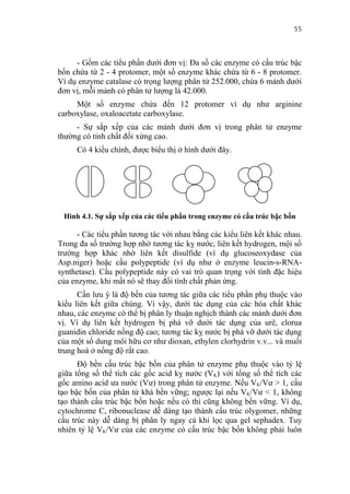 55


     - Gồm các tiểu phần dưới đơn vị: Đa số các enzyme có cấu trúc bậc
bốn chứa từ 2 - 4 protomer, một số enzyme khác chứa từ 6 - 8 protomer.
Ví dụ enzyme catalase có trọng lượng phân tử 252.000, chứa 6 mảnh dưới
đơn vị, mỗi mảnh có phân tử lượng là 42.000.
     Một số enzyme chứa đến 12 protomer ví dụ như arginine
carboxylase, oxaloacetate carboxylase.
     - Sự sắp xếp của các mảnh dưới đơn vị trong phân tử enzyme
thường có tính chất đối xứng cao.
     Có 4 kiểu chính, được biểu thị ở hình dưới đây.




 Hình 4.1. Sự sắp xếp của các tiểu phần trong enzyme có cấu trúc bậc bốn

      - Các tiểu phần tương tác với nhau bằng các kiểu liên kết khác nhau.
Trong đa số trường hợp nhờ tương tác kỵ nước, liên kết hydrogen, mội số
trường hợp khác nhờ liên kết disulfide (ví dụ glucoseoxydase của
Asp.niger) hoặc cầu polypeptide (ví dụ như ở enzyme leucin-s-RNA-
synthetase). Cầu polypeptide này có vai trò quan trọng với tính đặc hiệu
của enzyme, khi mất nó sẽ thay đổi tính chất phản ứng.
      Cần lưu ý là độ bền của tương tác giữa các tiểu phần phụ thuộc vào
kiểu liên kết giữa chúng. Vì vậy, dưới tác dụng của các hóa chất khác
nhau, các enzyme có thể bị phân ly thuận nghịch thành các mảnh dưới đơn
vị. Ví dụ liên kết hydrogen bị phá vỡ dưới tác dụng của urê, clorua
guanidin chloride nồng độ cao; tương tác kỵ nước bị phá vỡ dưới tác dụng
của một số dung môi hữu cơ như dioxan, ethylen clorhydrin v.v... và muối
trung hoà ở nồng độ rất cao.
      Độ bền cấu trúc bậc bốn của phân tử enzyme phụ thuộc vào tỷ lệ
giữa tổng số thể tích các gốc acid kỵ nước (VK) với tổng số thể tích các
gốc amino acid ưa nước (Vư) trong phân tử enzyme. Nếu VK/Vư > 1, cấu
tạo bậc bốn của phân tử khá bền vững; ngược lại nếu VK/Vư < 1, không
tạo thành cấu trúc bậc bốn hoặc nếu có thì cũng không bền vững. Ví dụ,
cytochrome C, ribonuclease dễ dàng tạo thành cấu trúc olygomer, những
cấu trúc này dễ dàng bị phân ly ngay cả khi lọc qua gel sephadex. Tuy
nhiên tỷ lệ VK/Vư của các enzyme có cấu trúc bậc bốn không phải luôn
 