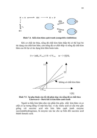 80




       Hình 7.4. Kiểu kìm hãm cạnh tranh (competitive inhibition)

      Khi cơ chất dư thùa, nồng độ chất kìm hãm thấp thì có thể loại bỏ
tác dụng của chất kìm hãm, còn nồng độ cơ chất thấp và nồng độ chất kìm
hãm cao thì lại có tác dụng kìm hãm hoàn toàn.


              1/v= (αKm/Vmax) 1/S +1/Vmax    α = 1+[I]/KI


                             1/v


                                                   [I]



                                              không có chất kìm hãm


                          1/Vmax
                                                         1/[S]
   Hình 7.5. Sự phụ thuộc của tốc độ phản ứng vào nồng độ cơ chất theo
              Lineweaver - Burk khi có kìm hãm canh tranh
      Người ta thấy kìm hãm như vậy phần lớn giữa chất kìm hãm và cơ
chất có sự tương đồng về mặt hóa học. ví dụ: malic acid có cấu trúc gần
giống với succinic acid nên kìm hãm cạnh tranh enzyme
succinatdehydrogenase, là enzyme xúc tác cho sự biến đổi succinic acid
thành fumaric acid.
 